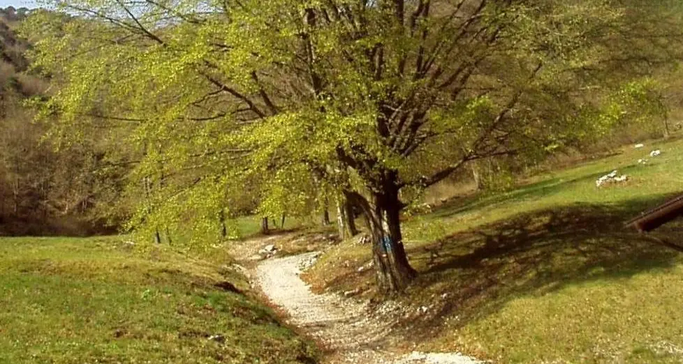 Strade forestali «libere» Una proposta che divide