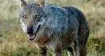 Animali sbranati in Trentino: analisi Dnaper capire se è opera del lupo