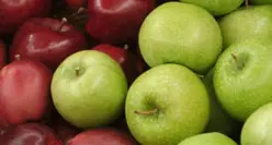 Più buona, bella e nutriente: arriva la supermela trentina