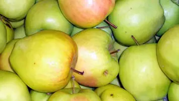 Mele Golden Delicious
