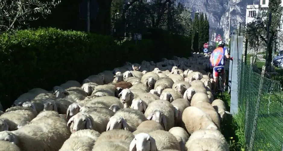 Nago, ciclista «intrappolato» dalle pecore