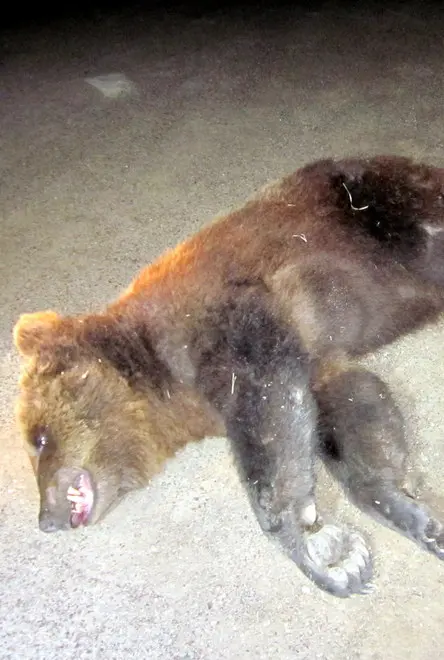L’orso ucciso sarà imbalsamato Durnwalder: serve un vertice