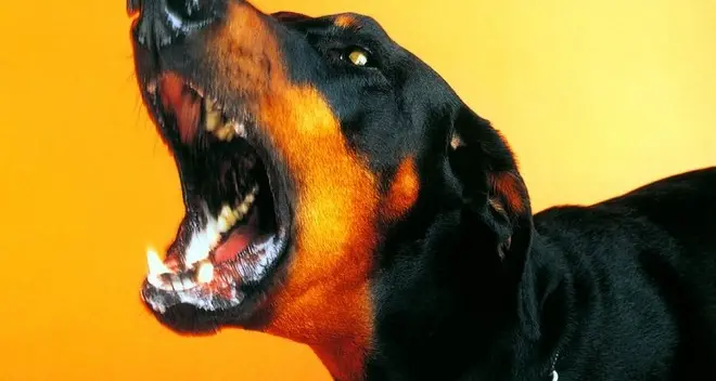 «Il cane abbaia? È un suo diritto»