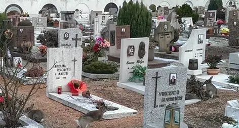 I conigli saltellano ancora nel cimitero