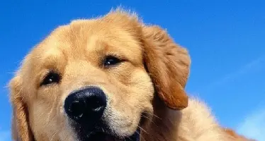 Colf mutilata dal cane, chiede 120 mila euro di danni