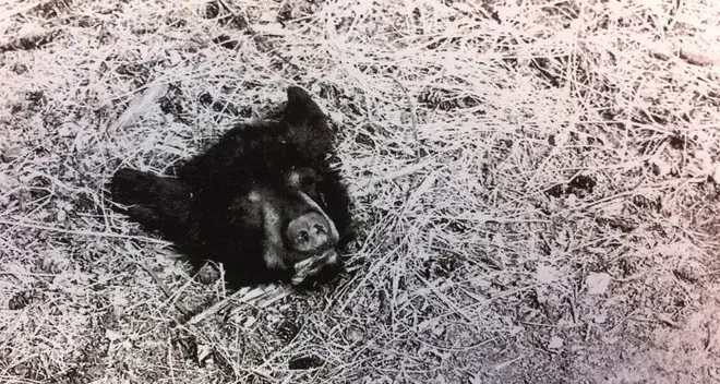 Macabra lettera al Trentino: «Abbiamo ucciso un orso»