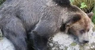 E’ morta Bel, la “decana” degli orsi