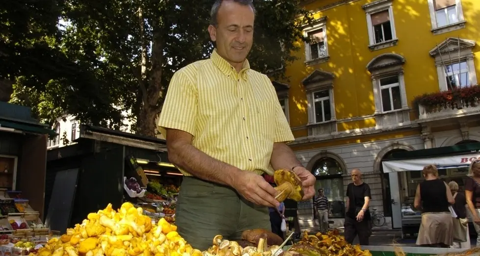 Funghi, un’estate avara. Ma la pioggia è in arrivo