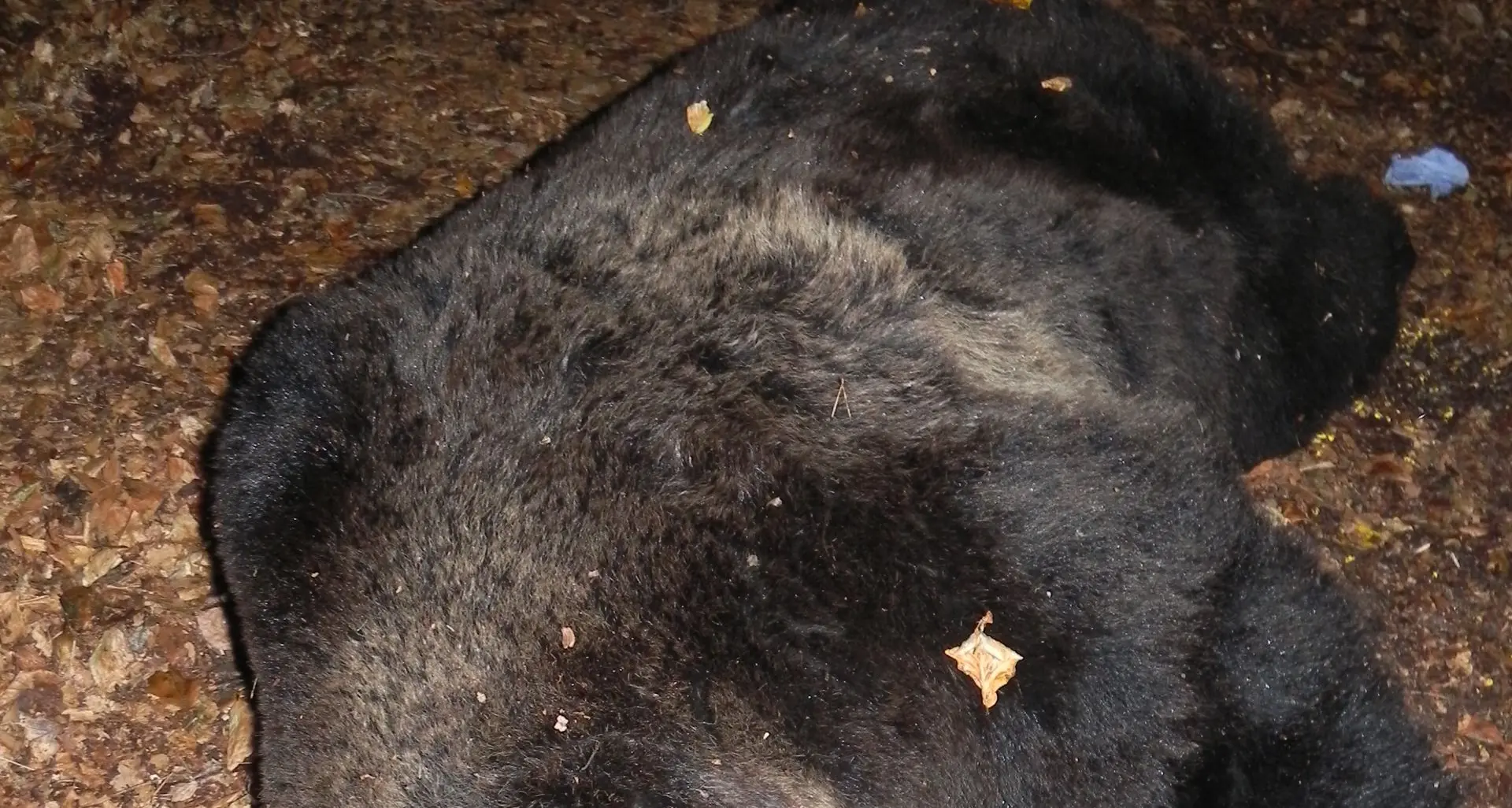 Catturato orso nella valle dello Sporeggio