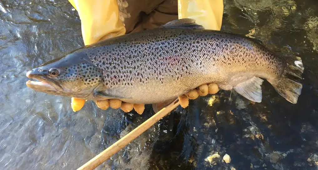 Trote della Val di Sole nei fiumi della Val di Non