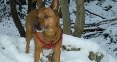 Cane avvelenato, padroni intossicati
