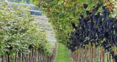 Scoperto in Trentino il gene che dà l'aroma all'uva