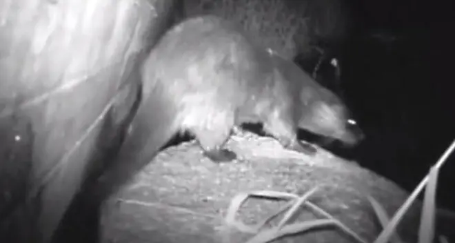Dopo sessant’anni ritorna la lontra