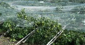 Grandine, disastro in val di Non