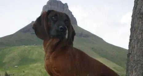 Un altro cane avvelenato dai bocconi in val di Fassa