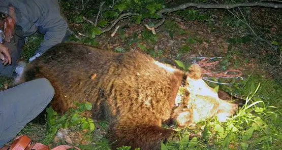 Orso morto per l’anestesia
