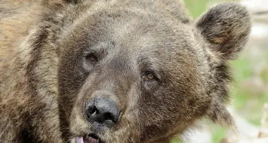 Lega Nord, festa con le braciole d'orso