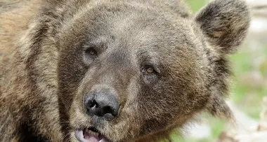 Menù a base d'orso, bufera sulla Lega