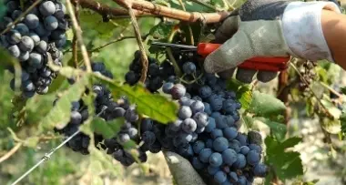 Vendemmia, è anticipo record