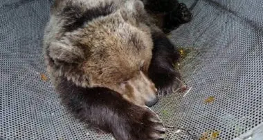 Orso, Roma vuole rivedere il progetto