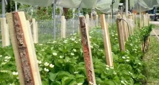 A Carzano l'agricoltura è omeopatica