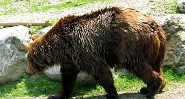 Orso trentino catturato in Svizzera