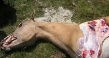 L'orso ricompare a Proves e ferisce a morte una cavalla