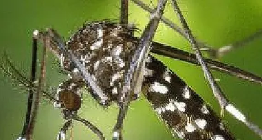 La zanzara tigre punge sempre di più