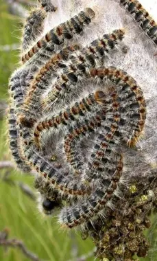La processionaria invade la collina di Trento