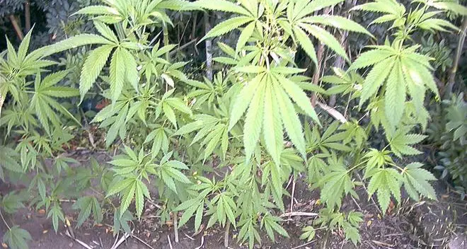 Caldonazzo, sequestrate le foglie di cannabis