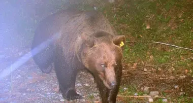 Torna l'orso nei boschi del Primiero