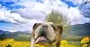 Un bulldog spopola in rete: è Teo, star di Instagram