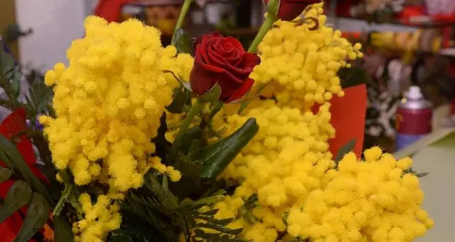 Multati i venditori di mimose