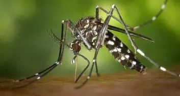 Zanzare tigre diffuse anche in autunno