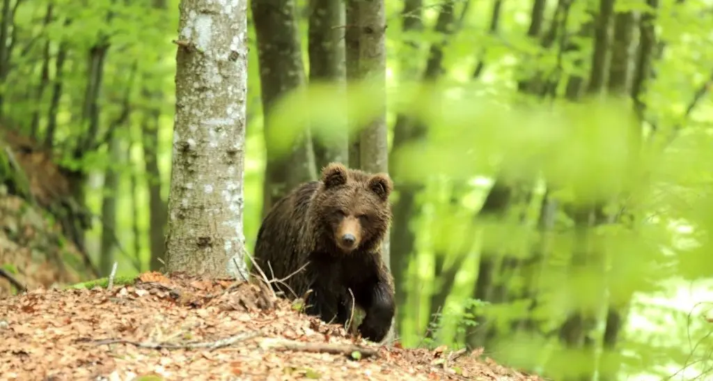 Gli \"orsi dannosi\" potranno essere abbattuti