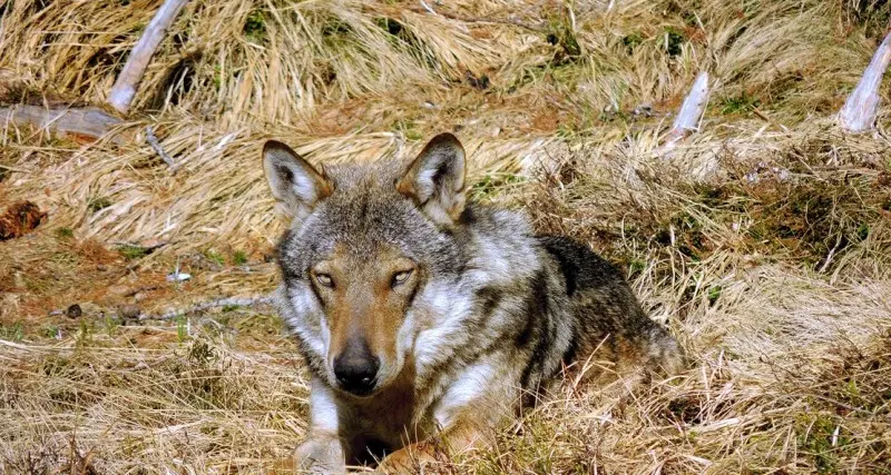 Eccezionali immagini del lupo dell’Alta Val di Non / FOTO