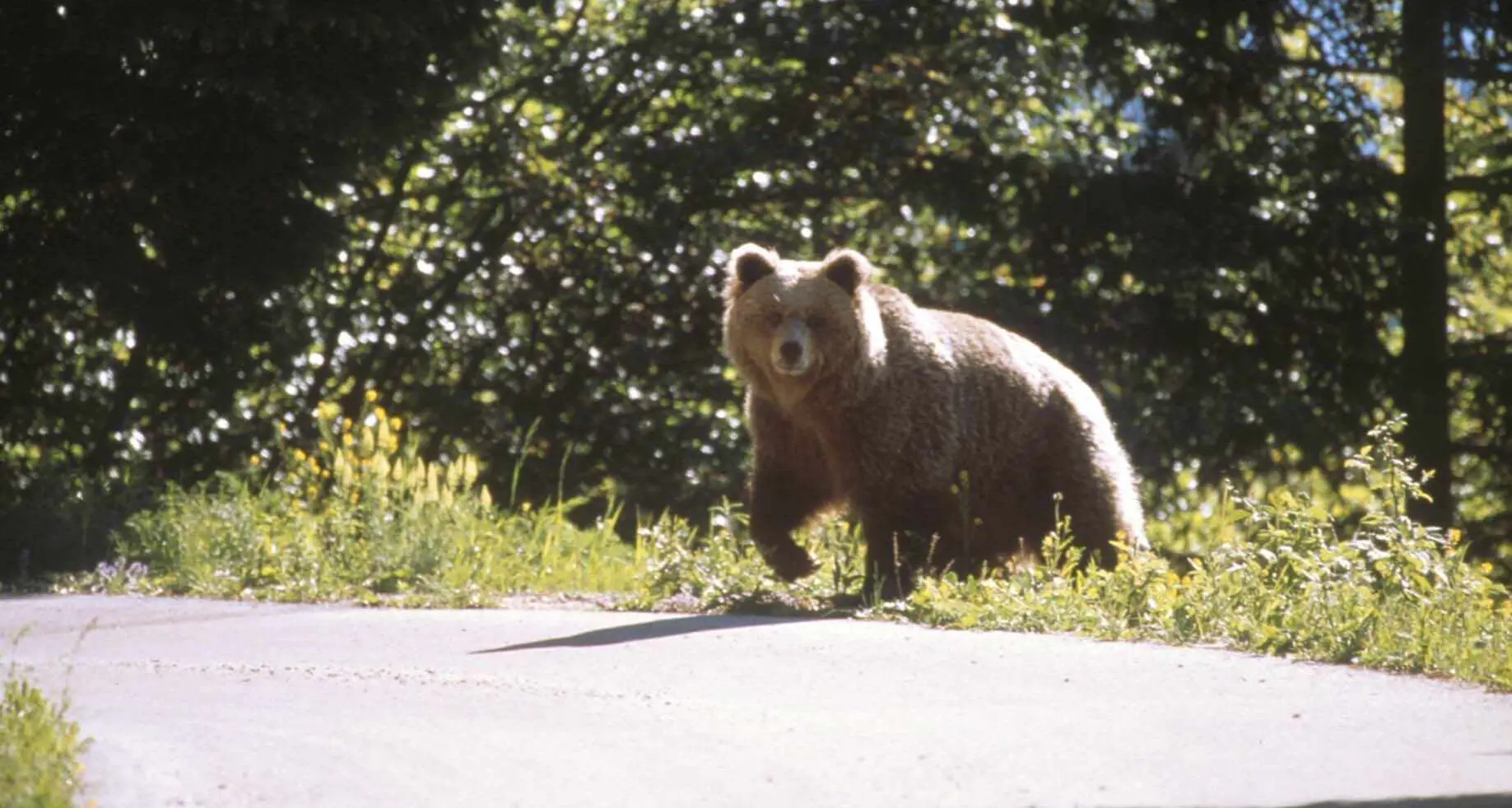 Nell’era dell’orso bambini in colonia con i forestali