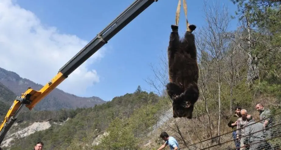 Val di Non, l’orso ucciso da un boccone avvelenato