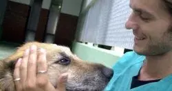 Cane rilassato o in allerta: si capisce da come annusa