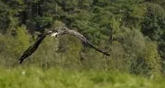 La denuncia: «Abbattuta un'aquila del Baldo»