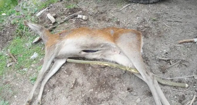 Val Cadino, denunciato un bracconiere
