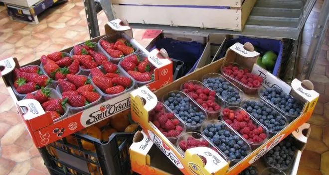 Piccoli frutti, cala il fatturato di Sant’Orsola