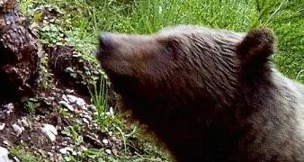«A tu per tu con l'orso, a malga Campo»