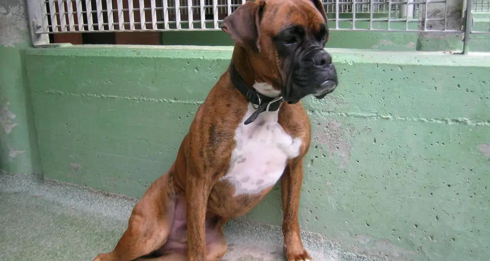 Morde i padroni: cane dallo psicologo