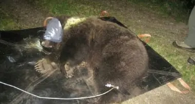 Catturato un orso in val d'Ultimo