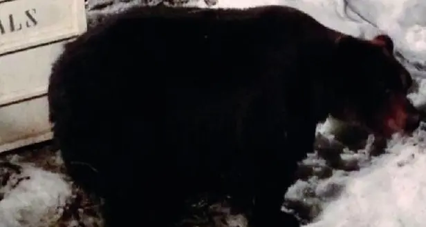 San Romedio, l’orso è già arrivato