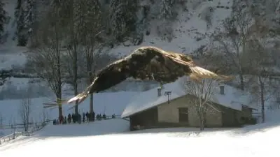 L\\'aquila liberata nei boschi trentini