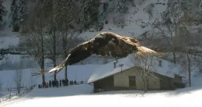 Trentino: aquila reale curata dopo un'intossicazione e liberata dopo 45 giorni