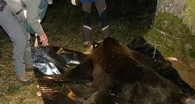Trentino: catturata un'orsa in Valle del Chiese, ora avrà il radiocollare