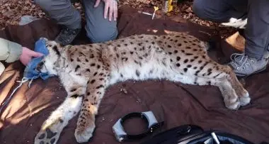 Catturata una lince sul Brenta